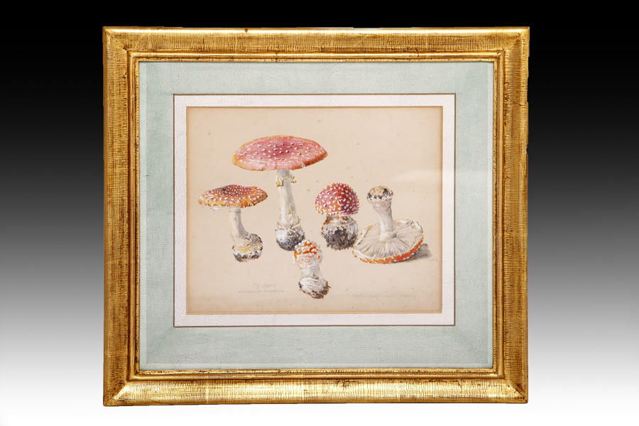 A 19th century watercolour of toadstools
