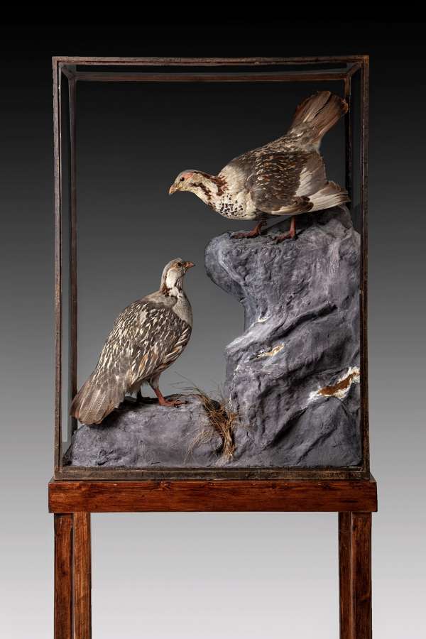 A Rare pair of taxidermy cabinets of snow cocks