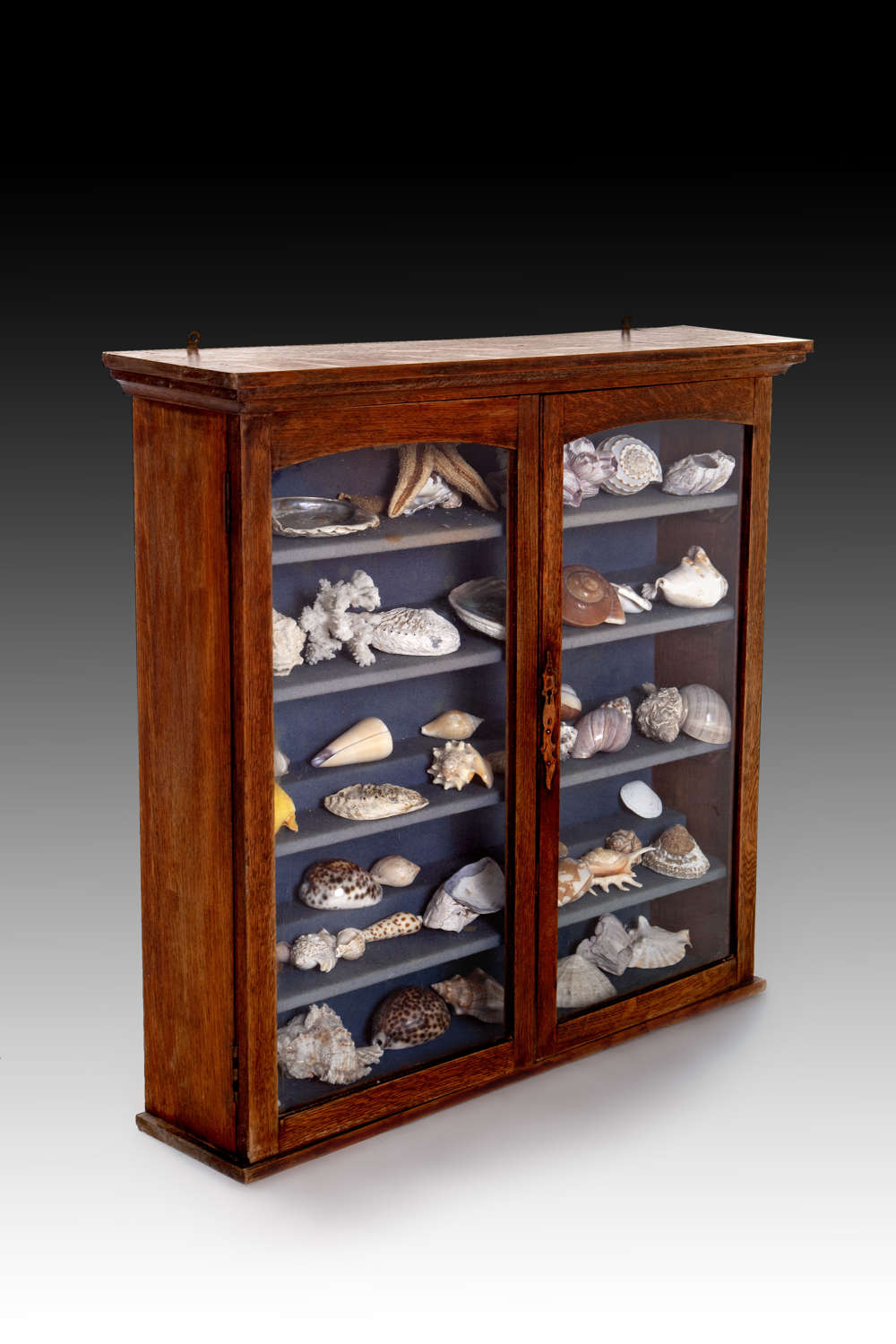 A 19th century oak collectors cabinet with sea shells