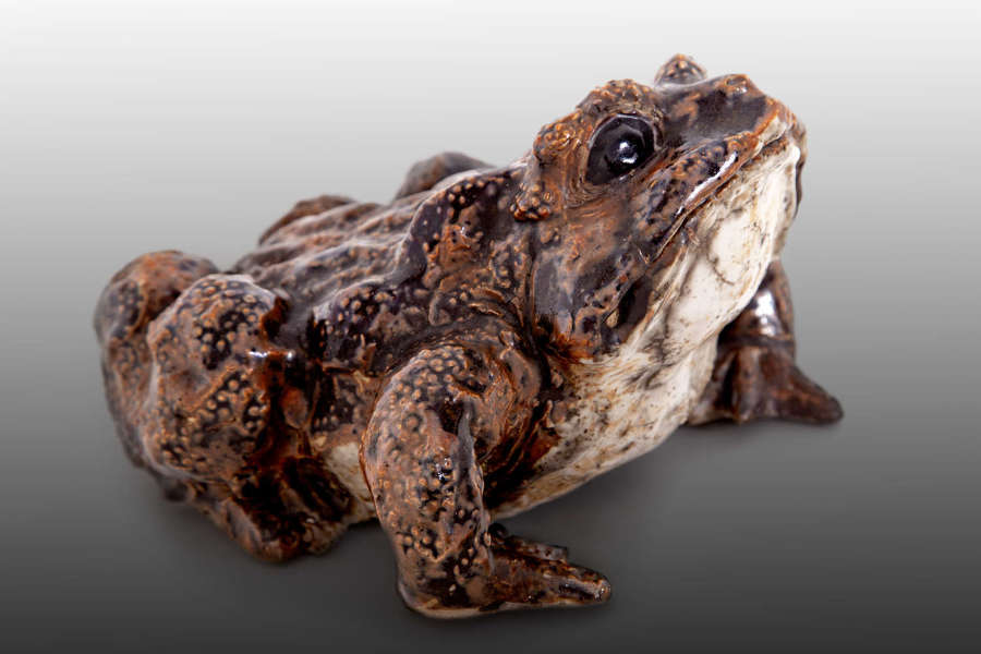 A beautifully detailed ceramic toad of large scale